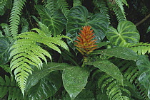 Spiral Flag (Costus sp) ginger in cloud forest understory, Costa Rica