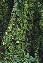 Tree trunk and buttress roots covered with moss and other epiphytic plants, rainforest, Costa Rica