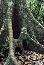 Buttress roots, rainforest, Corcovado National Park, Costa Rica
