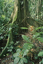 Heliconia (Heliconia irrasa) and buttress roots in rainforest, Costa Rica