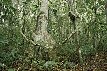 Buttress roots and lianas, rainforest, Amazon Basin, Peru