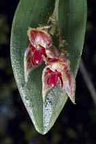 Orchid (Lepanthese sp), Monteverde Cloud Forest Reserve, Costa Rica