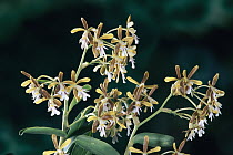 Orchid (Oerstedella exasperata), Monteverde Cloud Forest Reserve, Costa Rica