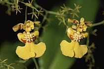 Golden Shower Orchid (Oncidium heteranthum) close-up of pair, cloud forest, Costa Rica