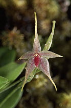 Orchid (Platystele caudatisepala), epiphytic miniature species, tiny flower only nine millimeters high, Monteverde Cloud Forest Reserve, Costa Rica