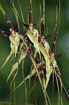 Epiphytic Spider Orchid (Brasia arcuigera) close-up, Costa Rica