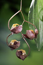 Orchid (Gongora amparoana) flowers, Penas Blanca, Monteverde Cloud Forest Reserve, Costa Rica