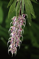 Orchid (Gongora amparoana), Penas Blancas, Monteverde Cloud Forest Reserve, Costa Rica