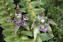 Mountain Leafystem Orchid (Dichaea muricata), Monteverde Cloud Forest Reserve, Costa Rica