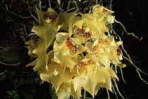 Orchid (Sievekingia fimbriata), Monteverde Cloud Forest Reserve, Costa Rica