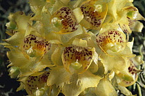 Orchid (Sievekingia fimbriata), Monteverde Cloud Forest Reserve, Costa Rica
