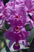 Guaria Morada Orchid (Cattleya skinneri) national flower, Costa Rica