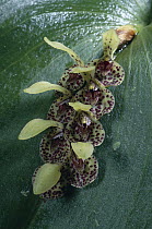 Orchid (Pleurothallis cogniauxiana), Monteverde Cloud Forest Reserve, Costa Rica