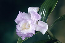 Orchid (Sobralia sp) portrait, single flower with dew drops, Costa Rica