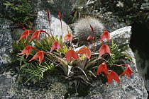 Orchid (Masdevallia sp) mountain slopes, Cordillera Blanca, Peru