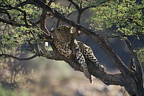 Leopard (Panthera pardus) in tree, Durstenbrook, Namibia