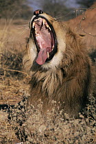 African Lion (Panthera leo) male yawning, Mt Etjo Game Park, Namibia