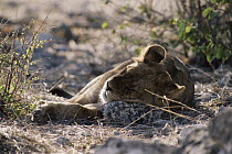 African Lion (Panthera leo) cub asleep, Etosha National Park, Namibia