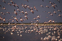Greater Flamingo (Phoenicopterus ruber) flocks flying over and feeding in water, Namutoni, Etosha National Park, Namibia