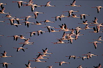 Lesser Flamingo (Phoenicopterus minor) group flying, Etosha National Park, Namibia