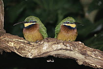 Cinnamon-chested Bee-eater (Merops oreobates) pair, perching, cloud forest, central Africa