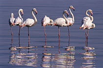 Greater Flamingo (Phoenicopterus ruber) group wading in water, Walvis Bay Lagoon, Namibia