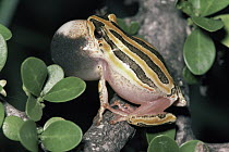 Painted Reed Frog (Hyperolius marmoratus) male calling from seasonal pond, savannah, South Africa