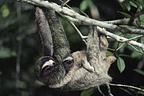 Brown-throated Three-toed Sloth (Bradypus variegatus) female carrying baby, symbiotic green algae growing in hair, rainforest, Panama