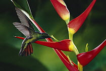 Rufous-tailed Hummingbird (Amazilia tzacatl) feeding at and pollinating Heliconia (Heliconia latispatha) flowers, La Selva Biological Research Station, rainforest, Costa Rica