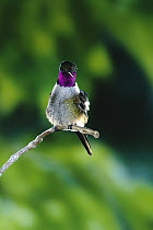 Magenta-throated Woodstar (Calliphlox bryantae) hummingbird male perched, Monteverde Cloud Forest Reserve, Costa Rica