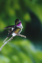 Magenta-throated Woodstar (Calliphlox bryantae) hummingbird male perching and preening, Monteverde Cloud Forest Reserve, Costa Rica