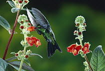 Fork-tailed Emerald (Chlorostilbon canivetii) hummingbird feeding at and pollinating Gesneria (Kohleria spicata) flowers, Monteverde Cloud Forest Reserve, Costa Rica