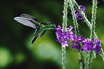 Fork-tailed Emerald (Chlorostilbon canivetii) hummingbird male feeding at and pollinating Porterweed (Stachytarpheta frantzii) flowers dry forest foothills, Monteverde, Costa Rica