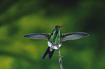 Fork-tailed Emerald (Chlorostilbon canivetii) hummingbird male perching, spreading wings, dry forest foothills, Monteverde, Costa Rica