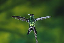 Fork-tailed Emerald (Chlorostilbon canivetii) hummingbird perched and spreading wings, Monteverde Cloud Forest Reserve, Costa Rica