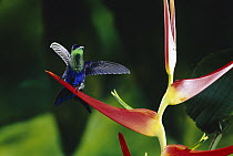 Violet-crowned Woodnymph (Thalurania colombica) hummingbird male perched on Heliconia (Heliconia latispatha) lowland rainforest, Costa Rica