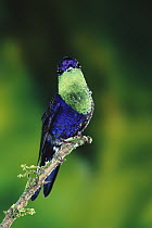 Violet-crowned Woodnymph (Thalurania colombica) hummingbird male perched in lowland rainforest, Costa Rica