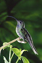 Violet Sabre-wing (Campylopterus hemileucurus) hummingbird female perched in Monteverde Cloud Forest Reserve, Costa Rica