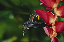 Band-tailed Barbthroat (Threnetes ruckeri) hummingbird feeding at and pollinating Heliconia (Heliconia pogonantha) lowland rainforest, Costa Rica