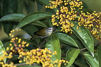 Tennessee Warbler (Oreothlypis peregrina) feeding on Miconia fruits in the rainforest, Costa Rica