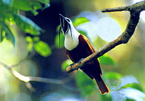 Tree-wattled Bellbird (Procnias tricarunculata) male calling and displaying from perch in cloud forest, Costa Rica