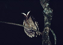 Crested Owl (Lophostrix cristata) perching in the rainforest at night, Costa Rica