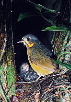Scaled Antpitta (Grallaria guatimalensis) parent and chick in nest, rainforest Costa Rica