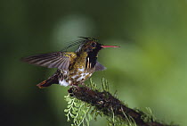 Black-crested Coquette (Lophornis helenae) hummingbird male, Penas Blancas Valley, mid-elevation rainforest, Costa Rica