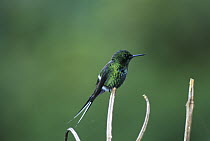 Green Thorntail (Discosura conversii) hummingbird male perching, mid-elevation rainforest, Sarapiqui Gorge, Costa Rica