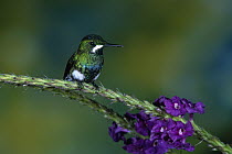 Green Thorntail (Discosura conversii) hummingbird female perched among Porterweed (Stachytarpheta sp) flowers, mid-elevation rainforest, Sarapiqui Gorge, Costa Rica