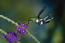 Green Thorntail (Discosura conversii) hummingbird female feeding at and pollinating Porterweed (Stachytarpheta sp) flowers, Sarapiqui Gorge, mid-elevation rainforest, Caribbean, Costa Rica