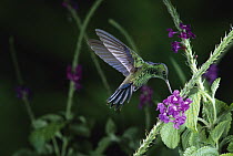Steely-vented Hummingbird (Amazilia saucerrottei) feeding at and pollinating Porterweed (Stachytarpheta sp) flowers, Monteverde Cloud Forest Reserve, Costa Rica