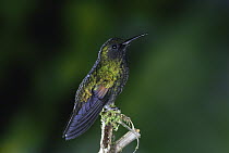 Black-bellied Hummingbird (Eupherusa nigriventris) male perching, mid-elevation rainforest, Sarapiqui Gorge, Costa Rica