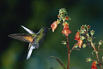 Black-bellied Hummingbird (Eupherusa nigriventris) male feeding at and pollinating Gesneria (Kohleria sp) flowers, mid-elevation rainforest, Sarapiqui Gorge, Costa Rica